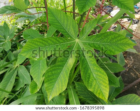 Cassava leaves are seen growing fast in the rainy season, cassava leaves can be used to make traditional food