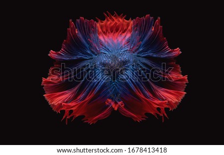 Beautiful colors"Halfmoon Betta" capture the moving moment beautiful of blue Fighting fish siam betta fish in thailand on black background