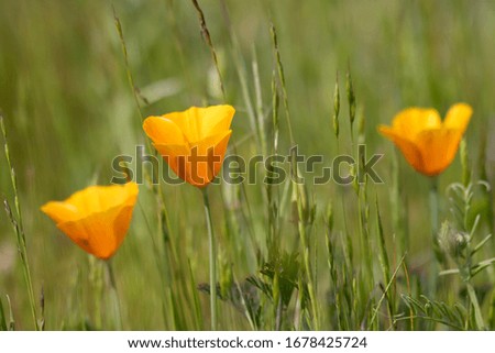 Orange California Poppies at Skyline Park in Napa 