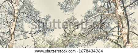  Panorama inside forest of conifers.                              