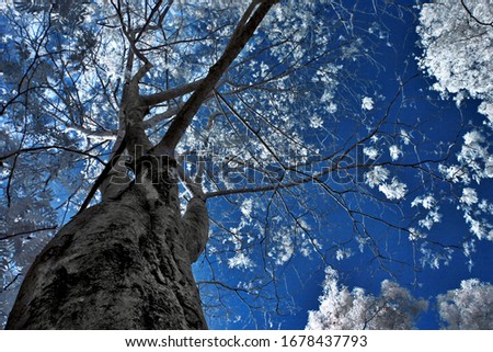 Beautiful tree taken using infrared filter camera