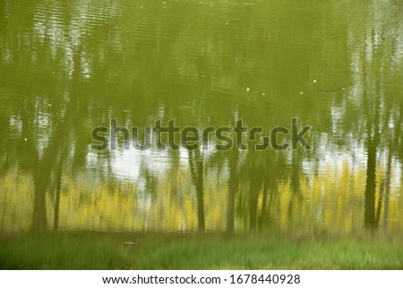 shadow of tree on water