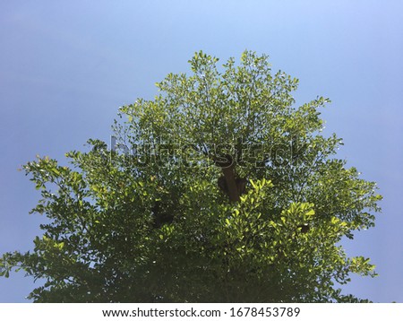 Big tree in the daytime