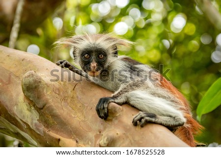 Small monkey on the tree on Zanzibar island, Tanzania, Africa