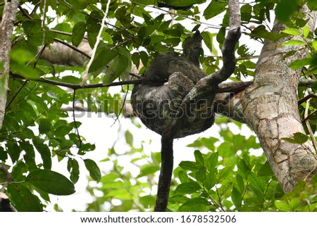 sloth sleeping on top of a tree in natural conditions in amazonia