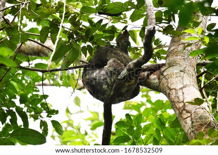 sloth sleeping on top of a tree in natural conditions in amazonia