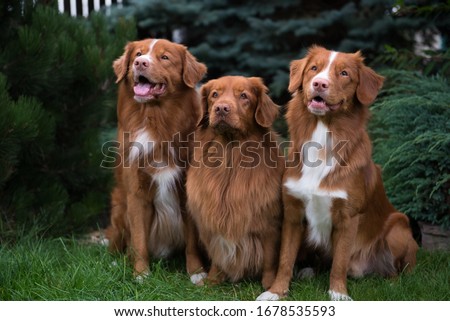 Nova Scotia Duck Tolling retriever Royalty-Free Stock Photo #1678535593