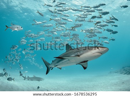 Caribbean reef shark swims with school of jacks