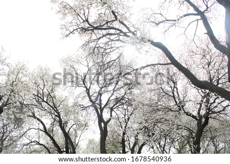 Landscape of pure nature trees in white sky show sky lungs.