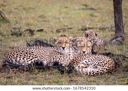 Cheetah lying down in the Maasai Mara, Kenya