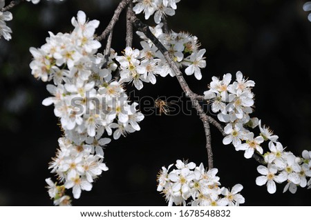 Plum tree blossom and honey bees is spring.