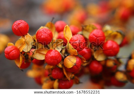 Red with yellow berries of oriental bittersweet or Chinese bittersweet or Asian bittersweet or round-leaved bittersweet (Celastrus orbiculatus) close up Royalty-Free Stock Photo #1678552231