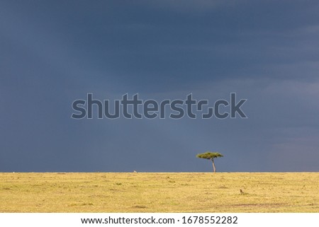 Trees against a dark cloudy sky