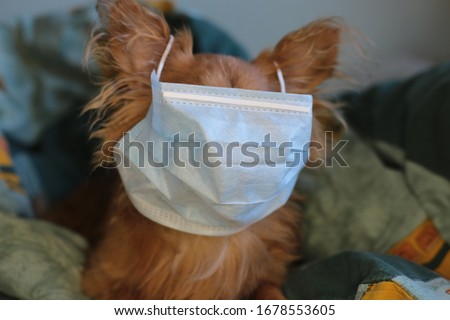 Cute ginger little chihuahua puppy sitting on the bed in a medical mask against the virus