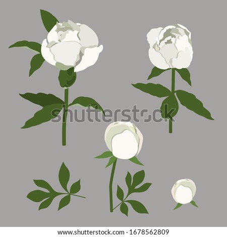 Peony Vector Clip Art Set of White Flowers image on a isolated background. For decorating cards, invitations, web design.