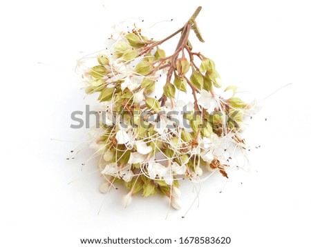 white flowers and petals i...n white background