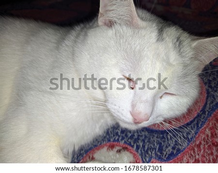 white cat at home sleeping on the couch
