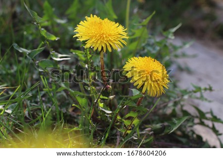 Macro Photo of a dandelion plant. Dandelion plant with a fluffy yellow bud. Yellow dandelion flower growing in the ground.