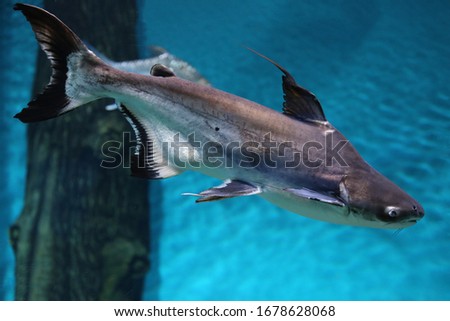 Blacktip shark (Carcharhinus limbatus) swimming in aquarium.  Fish under water.