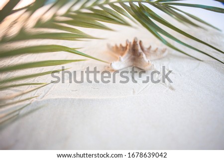 Tropical beach A green palm leaf, and lonely starfish, lie on white fine sand. Close-up, top view, desktop wallpaper. Copyspace.
