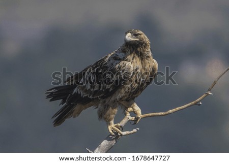 Imperial Spanish eagle perched in a tree looking for a rabbit