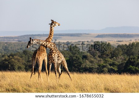 Two giraffe necking in the Maasai Mara, Kenya