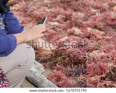 Person take a picture seaweed (Rhodophycea) that is being dried in the sun, with smartphone