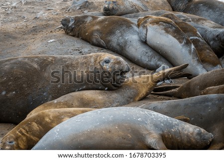 Elephant seals on the antarctic peninsula