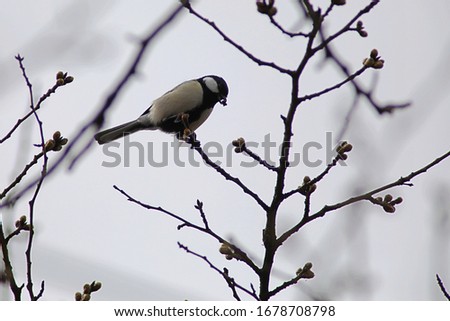 The Japanese great tit which nestles to the branch of the tree
