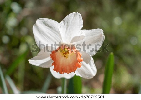 Narcissus Barrett Browning (Small cupped daffodil) flowers