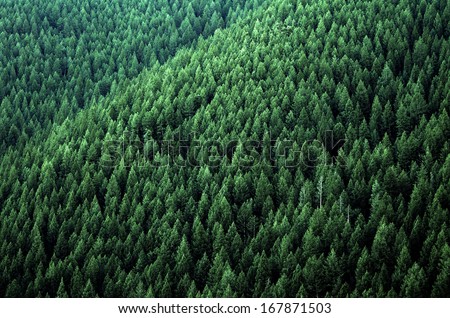 Forrest of green pine trees on mountainside with late afternoon sunlight Royalty-Free Stock Photo #167871503