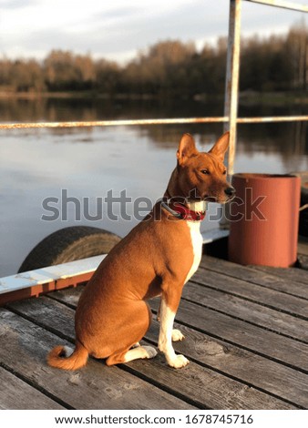 Basenji dog sitting near river