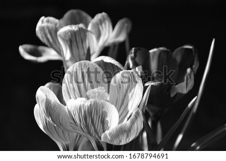 saffron or crocus of violet and lilac color on a spring day by March 8 black and white photo