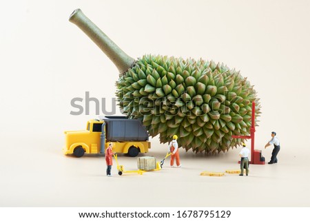 Miniature people workers moving durian fruit. Concept of the best of export in Thailand