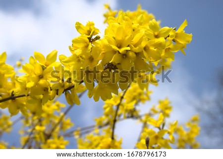 blossoming forsythia in the garden in the spring Royalty-Free Stock Photo #1678796173