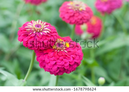 Pinkish red flower stand out beautifully from green leaves background, nature photo