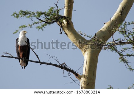Close up of a fish eagle while hunting