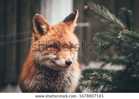red fox in the park 