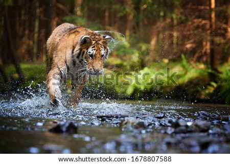 Young Siberian tiger, Panthera tigris altaica, walking in a forest stream against dark green spruce forest. Tiger among water drops in a typical taiga environment. Direct view, low angle photo. Russia