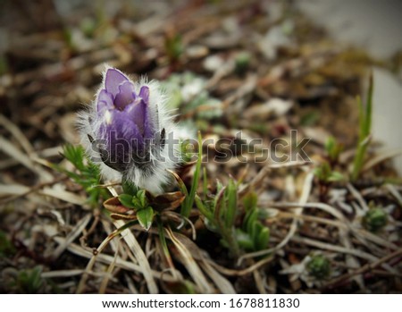 Newborn spring purple mountain flower. First spring violet flower among last year grass. New top wallpaper with purple spring flower. 