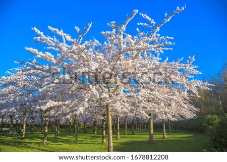 Spring white flowers of Japanese cherry sakura. Trees and branches of cherry. Spring floral background.