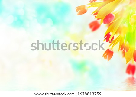 Natural floral background of spring bright flowers. tulip