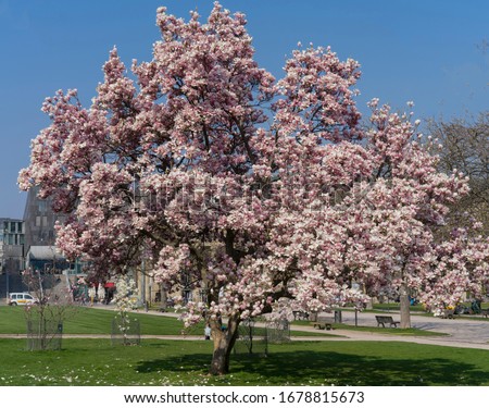 Magnolia tree in bloom Magnolia campbellii, with pink flowers in spring in city central park Schlossplatz Stuttgart Germany 