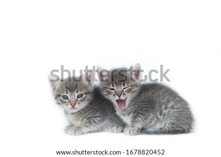two cute fluffy gray little funny kitten cat sitting on a white isolated background one of them yawns Royalty-Free Stock Photo #1678820452