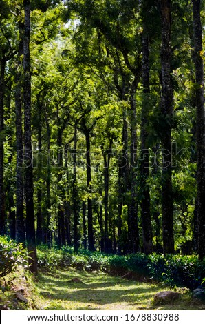 Wild Forest trees in palakkad district 