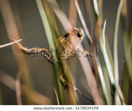 common toad - (Bufo bufo), Czech Republic