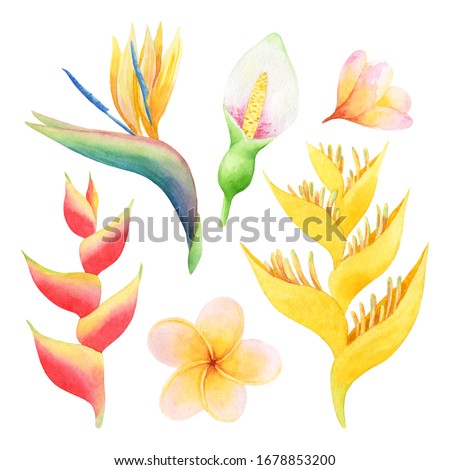 Watercolor set of yellow, red and white tropical flowers. Hand-drawn illustration isolated on white background. Bright exotic clip art perfect for cosmetics design, card making and wedding decor.