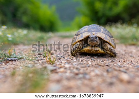 The Land turtle in its natural environment. A wild animal of Greece. The Hermanns tortoise.