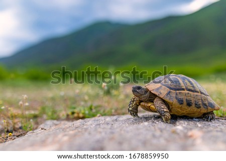 The Land turtle in its natural environment. A wild animal of Greece. The Hermanns tortoise.