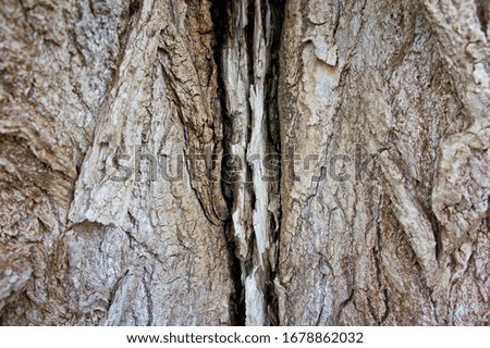 The texture of the bark of an old tree. Background for nature and plants.